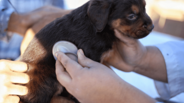 23 de agosto esterilización de mascotas en Mexicali