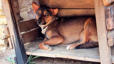Nuevo rescate de perros en Mexicali