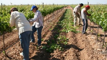 Trabajadores de la tierra esperan por programa de afiliación del IMSS