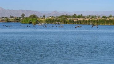 Peces en Laguna Xochimilco-México murieron por fenómeno natural: CESPM