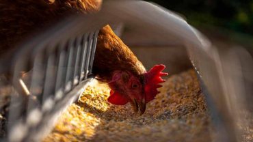 Secretaría de Agricultura pide precaución por brote de gripe aviar