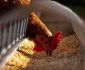 Secretaría de Agricultura pide precaución por brote de gripe aviar