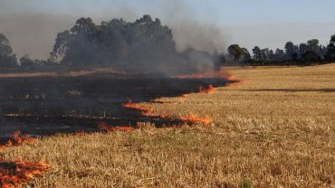 Congreso aprueba regulación de quemas agrícolas